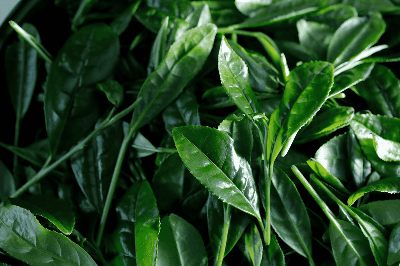 What is Shincha? Discover Japan’s First Harvest Green Tea of the Year