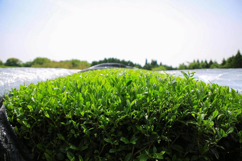 In-Conversion Matcha: Supporting the Future of Organic Tea