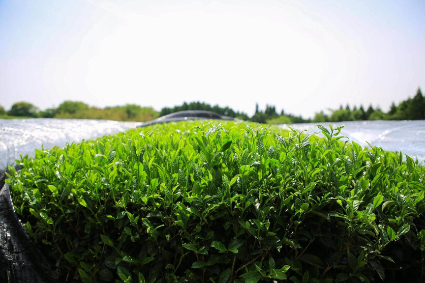 In-Conversion Matcha: Supporting the Future of Organic Tea