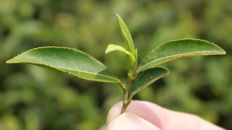 white tea leaves being harvested