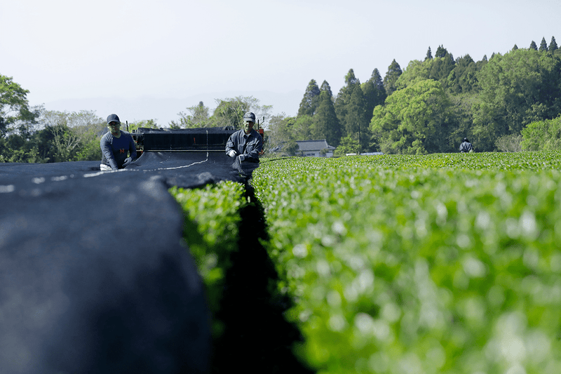 Two people working in a tea field with green crops and trees in the background