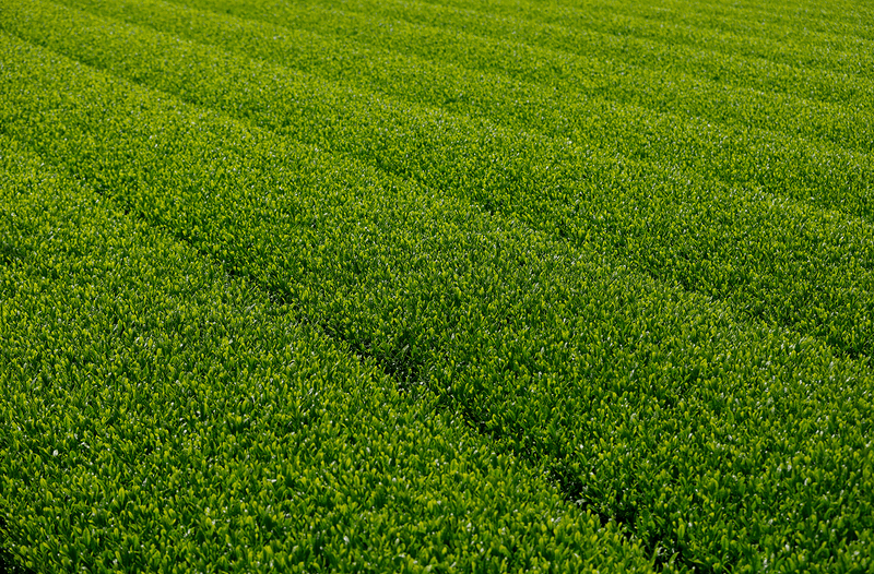 Close-up of a lush green tea field
