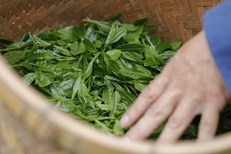 A person's hand touching green tea leaves in a woven basket