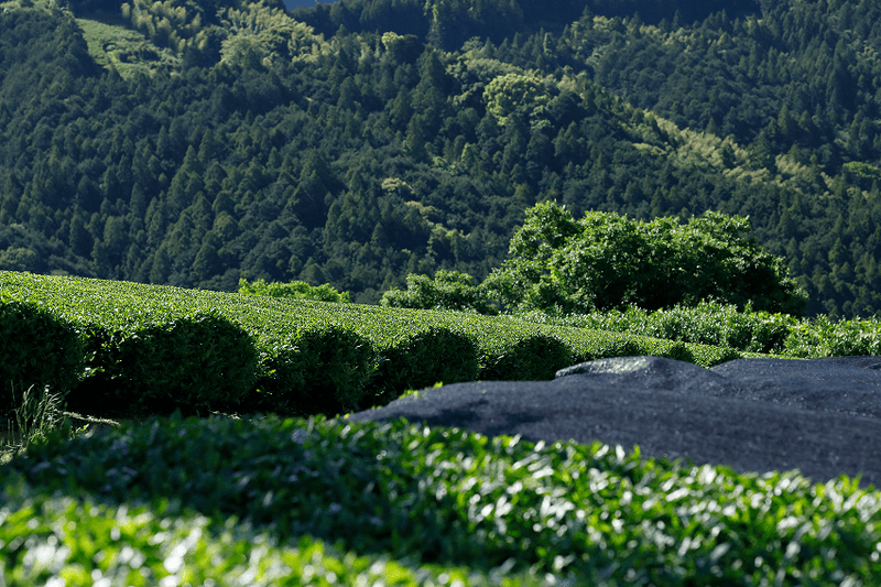 Green tea fields with a forested mountain in the background