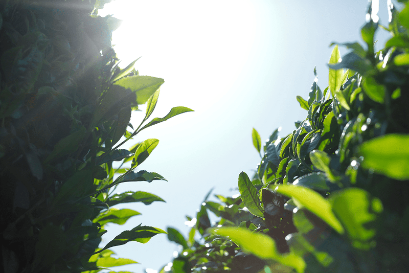 Close-up of green leaves with a blurred background