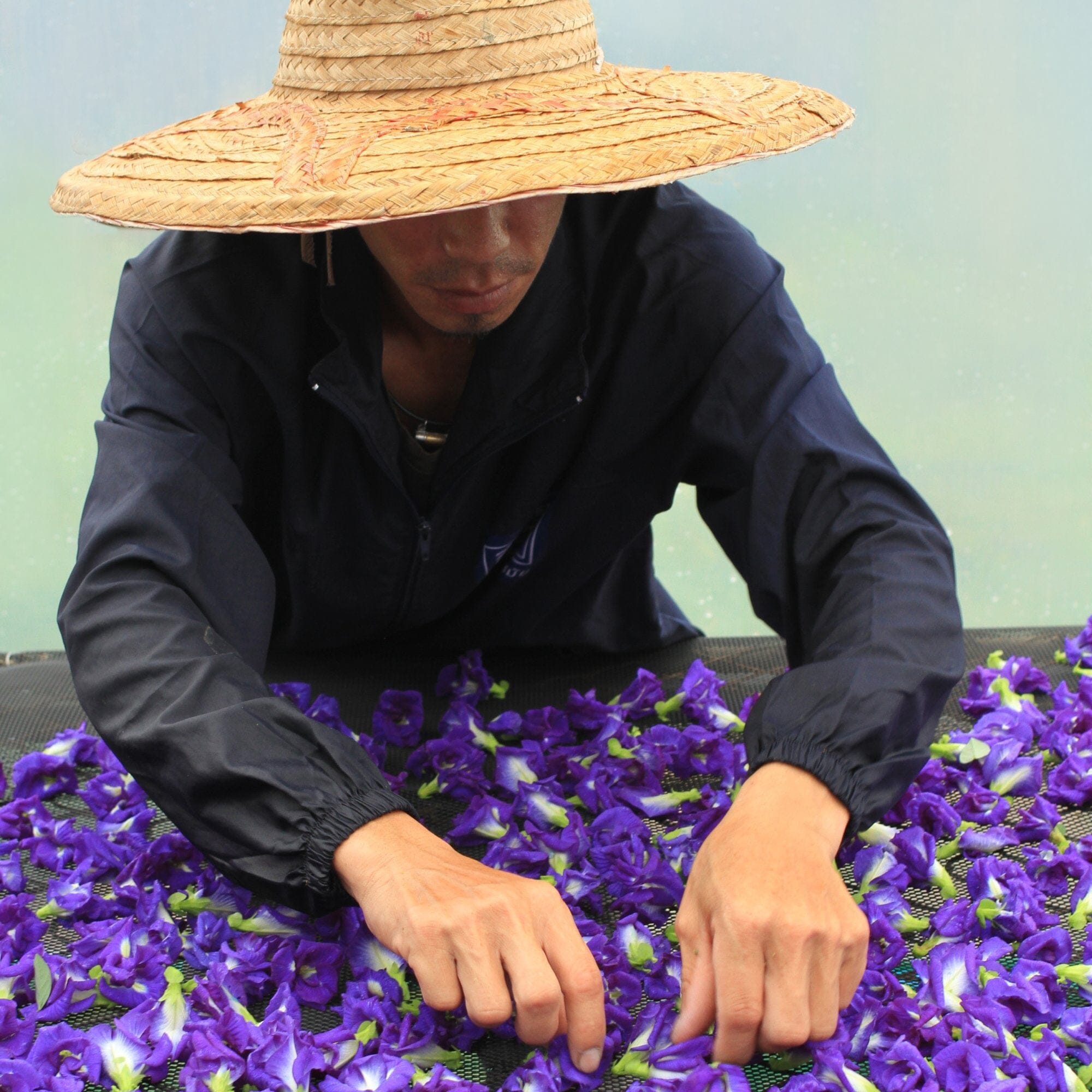 Butterfly Pea Flower
