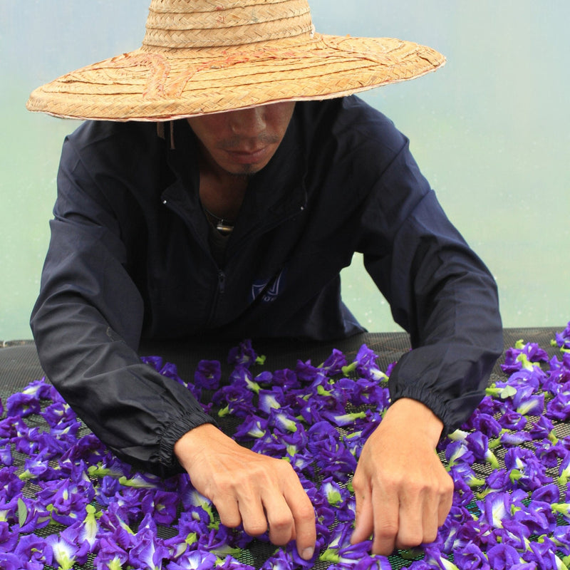 Butterfly Pea Flower