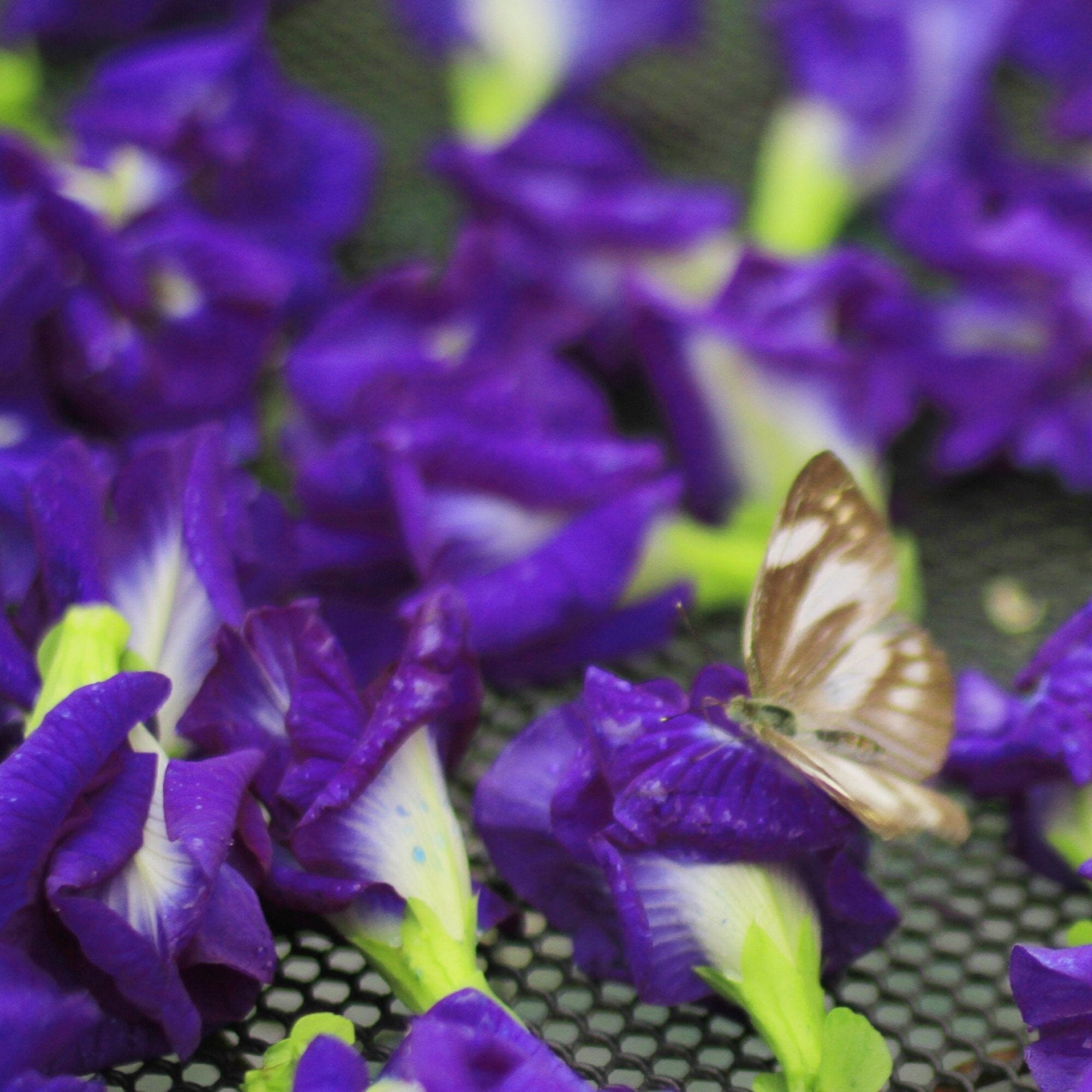 Butterfly Pea Flower
