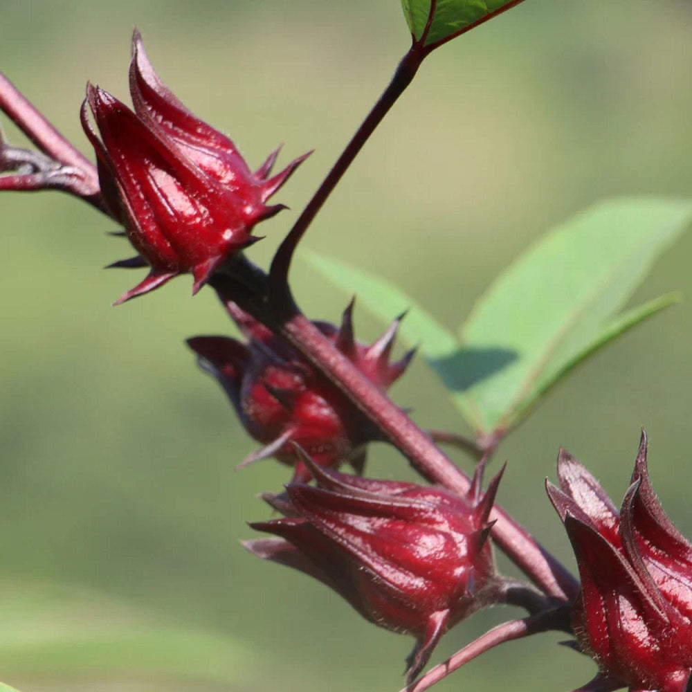 Blueberry Hibiscus
