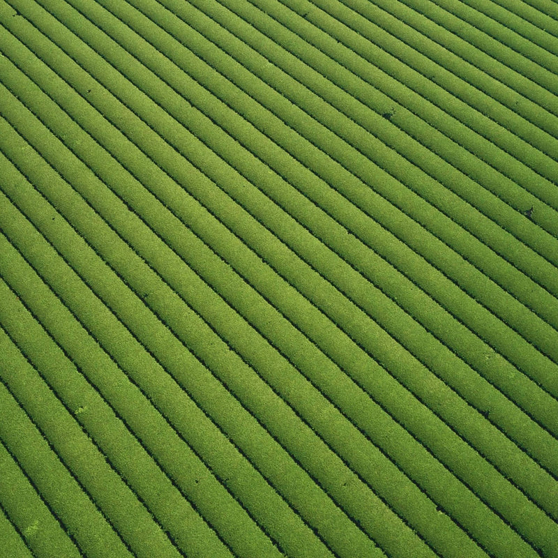 Nuruki Shincha Yutakamidori