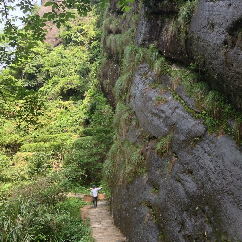 A person stands on a stone path near a grassy cliff, surrounded by lush greenery and the subtle floral aroma of Rishi Tea & Botanicals lingering in the air.