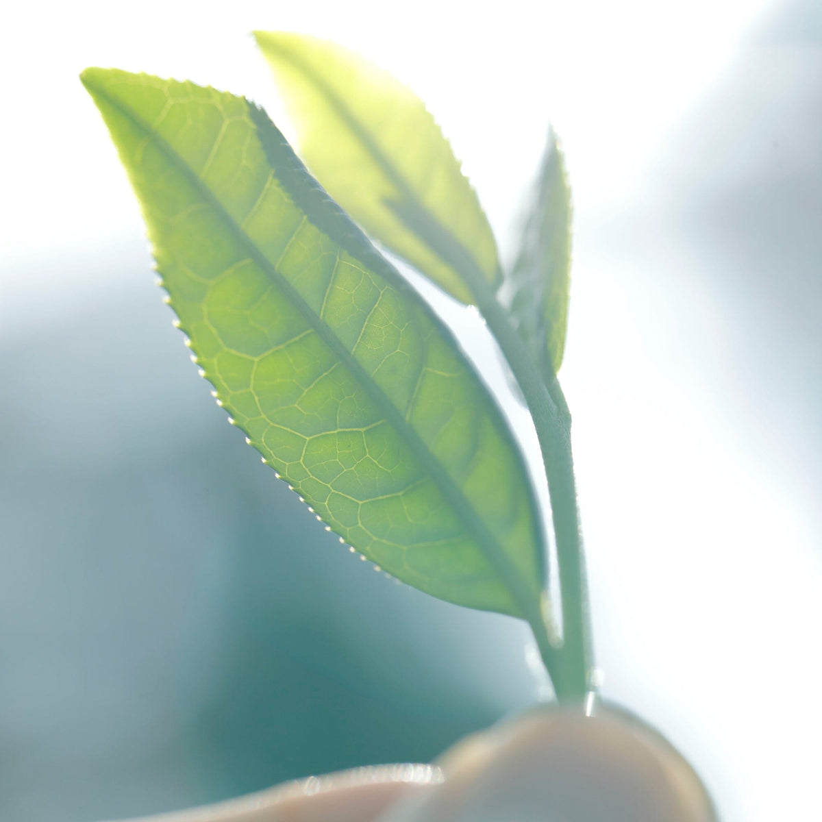 A close-up of a hand holding a small green plant with three leaves, backlit by sunlight—nurtured in the rich volcanic soil of Kyushu Island for Rishi Tea & Botanicals.