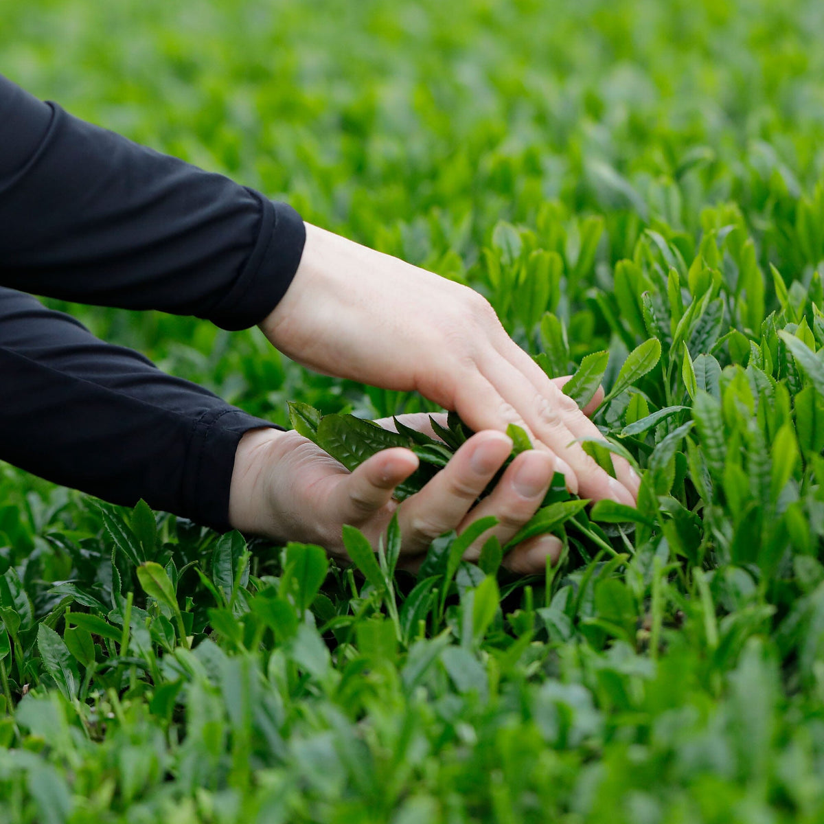 Hands carefully harvest tea leaves from lush green plants in a field, bringing you hand-picked teas from Rishi Tea & Botanicals.