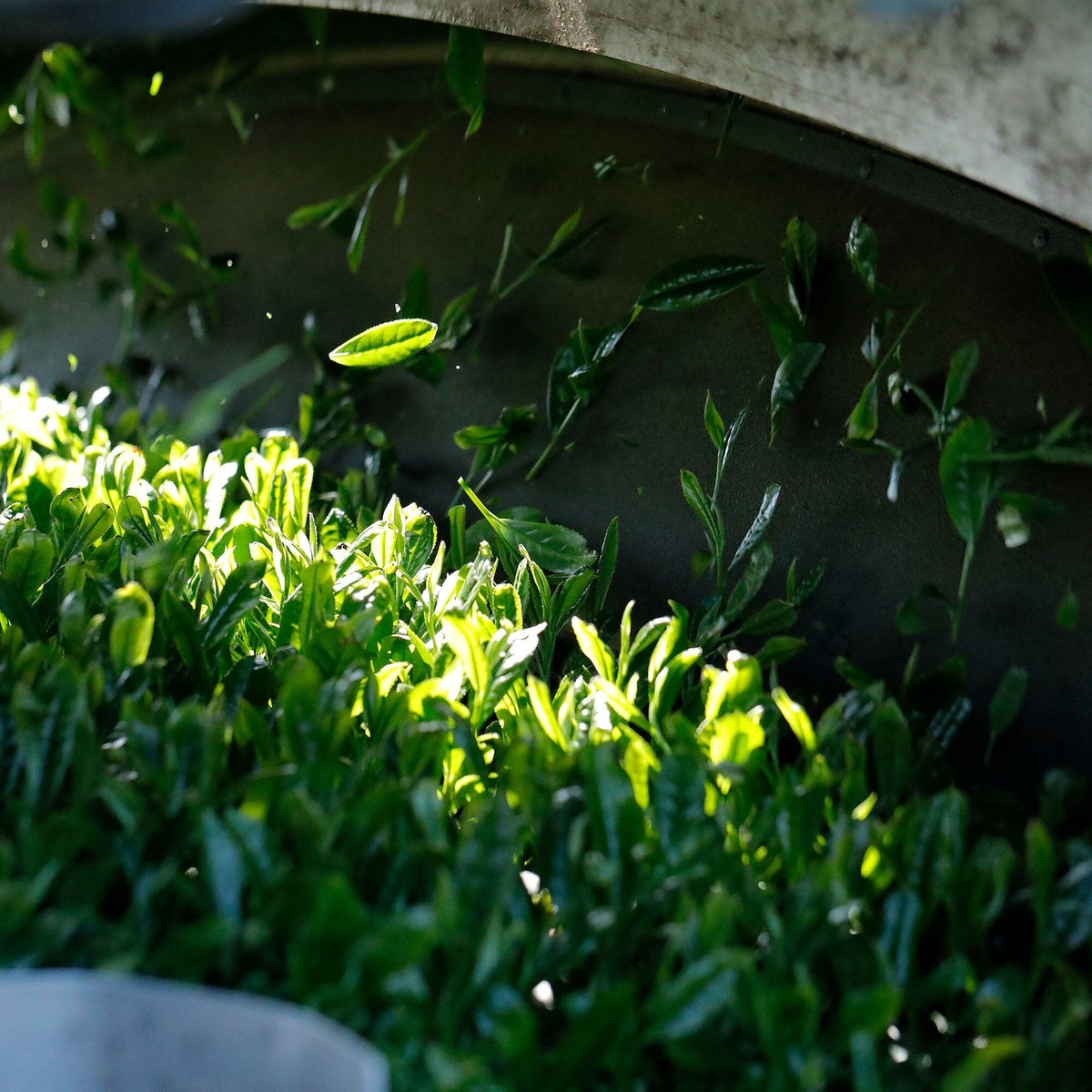 Close-up of Rishi Tea & Botanicals fresh shincha green tea leaves being processed by a machine, with some leaves in the air and others piled together, highlighting their vibrant color and delicate floral aroma.