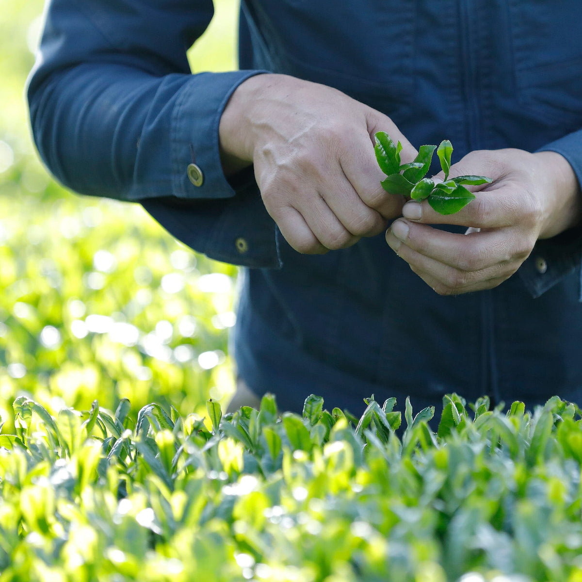 Wearing a blue jacket, a person inspects and picks green leaves in a field, harvesting organic shincha for Rishi Tea & Botanicals during early spring.