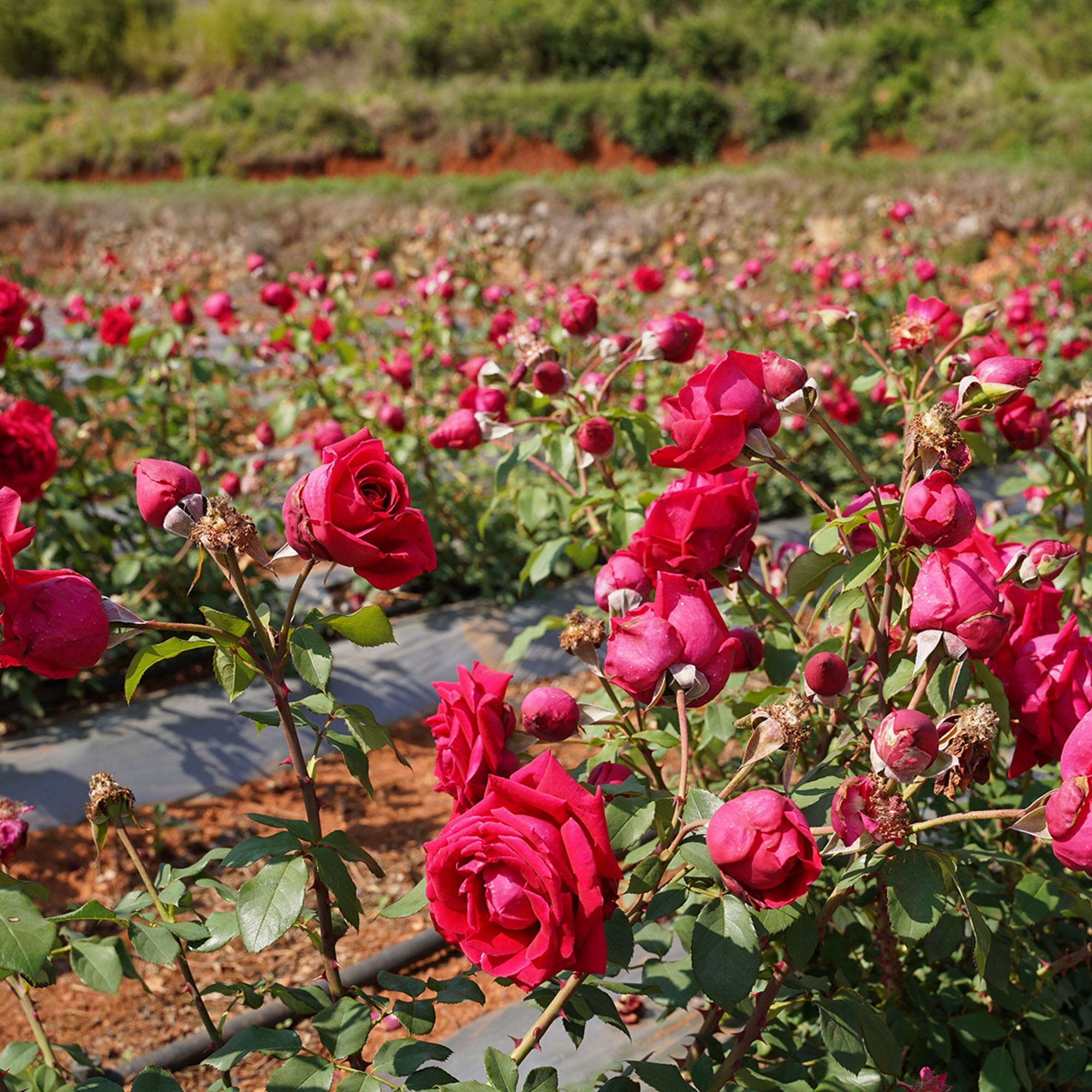 Rose Black