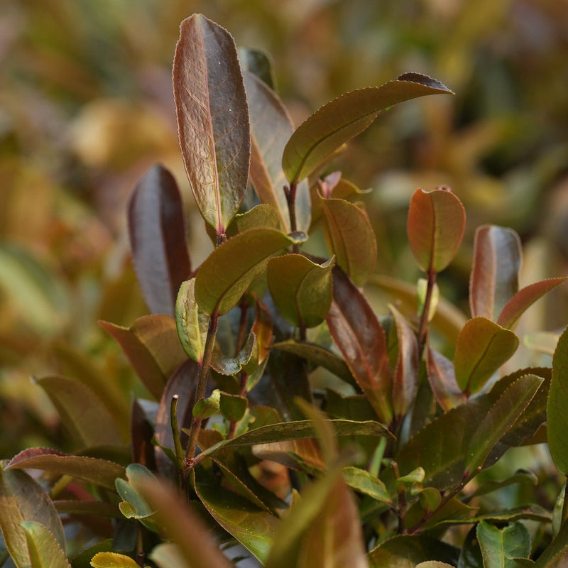 Yunnan Purple Buds hover image