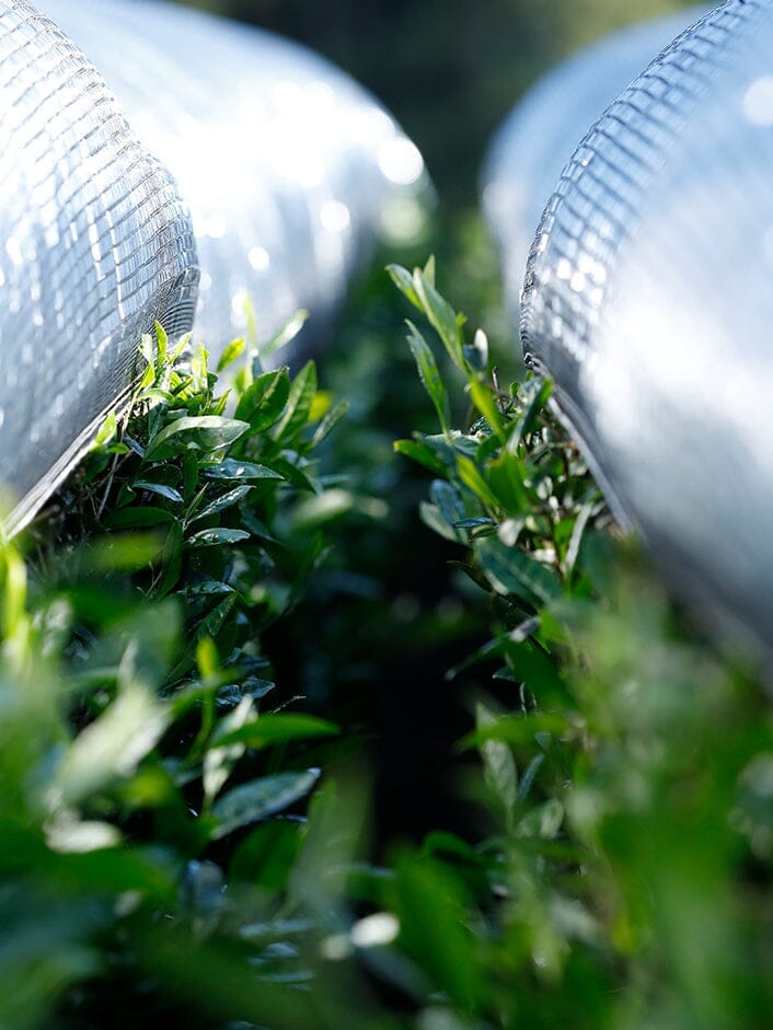 Close-up of Rishi Tea & Botanicals organic matcha green tea plants growing outdoors in early spring between rows covered with reflective protective netting.