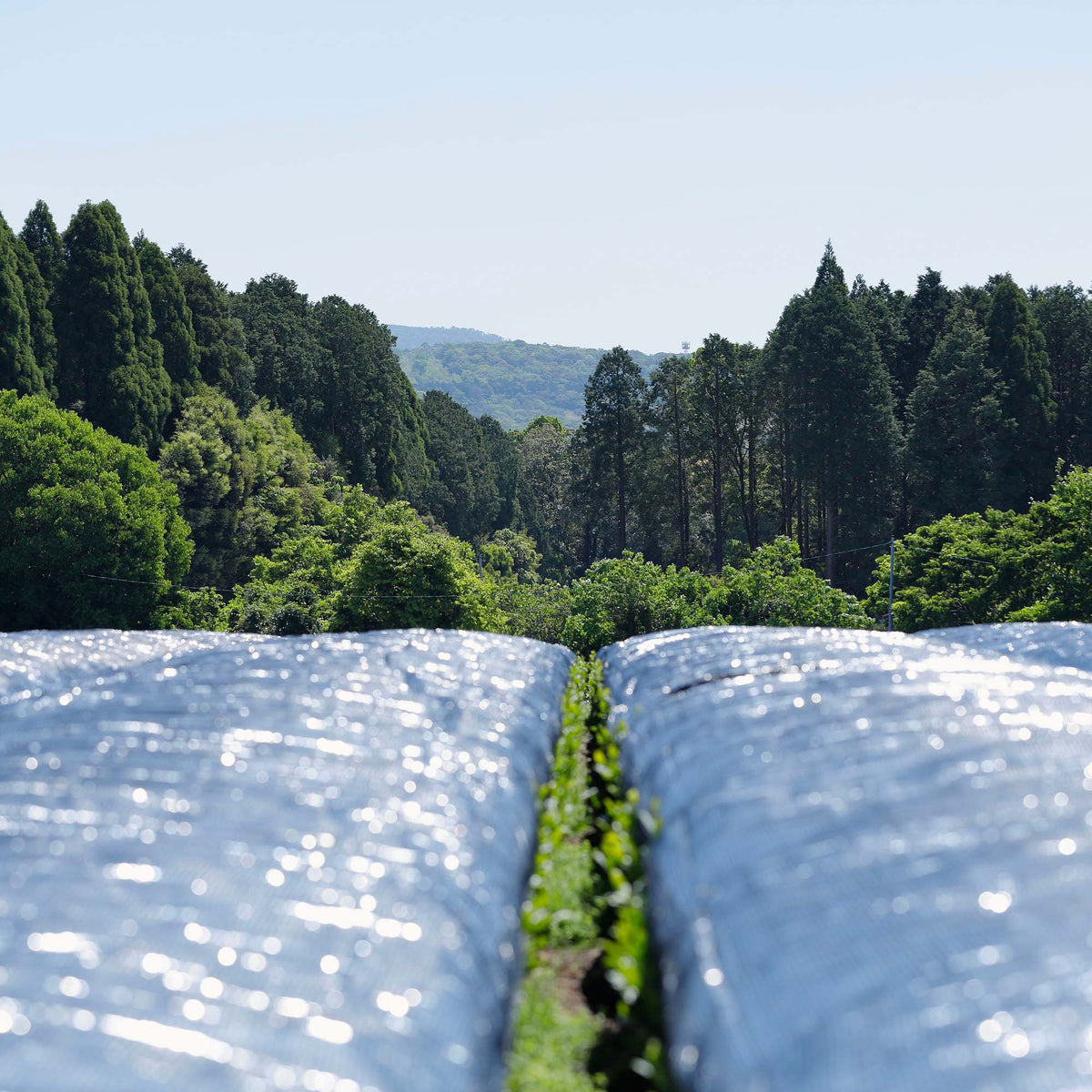 Rows of hand-picked crops covered with reflective plastic sheeting in a field, set against dense green trees and hills beneath a clear blue sky—a scene reminiscent of Rishi Tea & Botanicals’ commitment to quality.