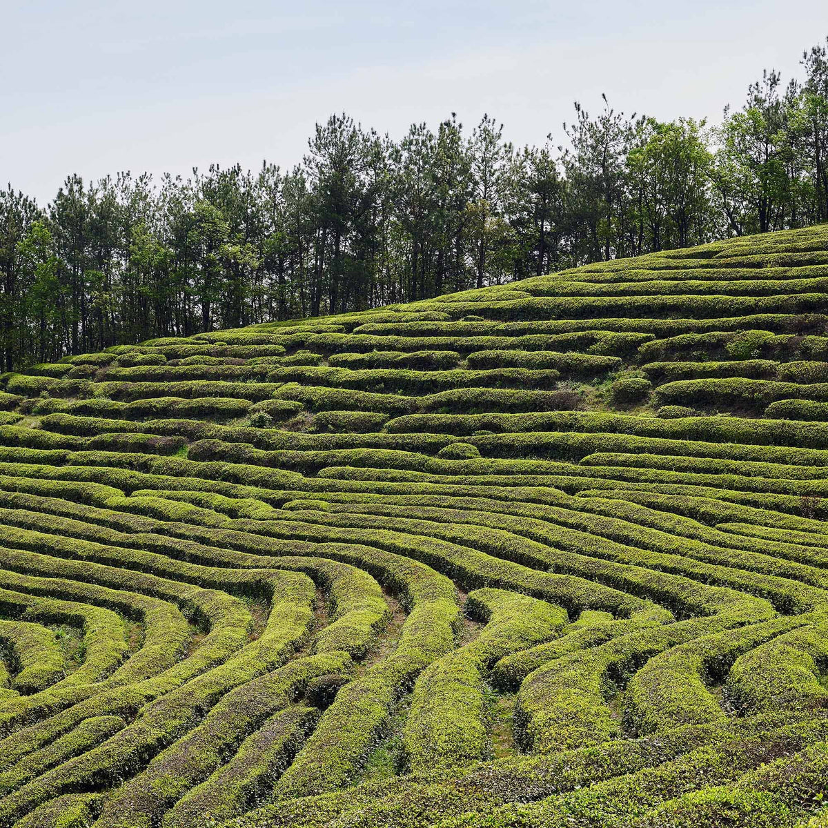 Rows of organically grown green tea plants curve along hillside terraces, with a line of trees in the background beneath a clear sky—a scenic view inspired by Rishi Tea & Botanicals.