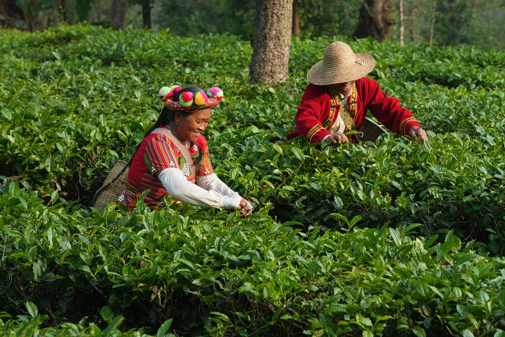 Yunnan Lily Black