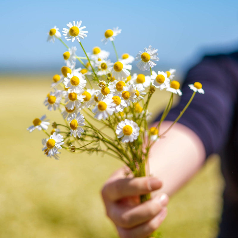 Chamomile Medley
