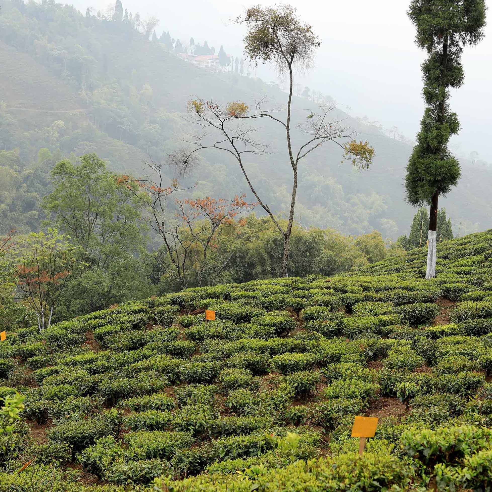 Darjeeling First Flush Chamong EX2