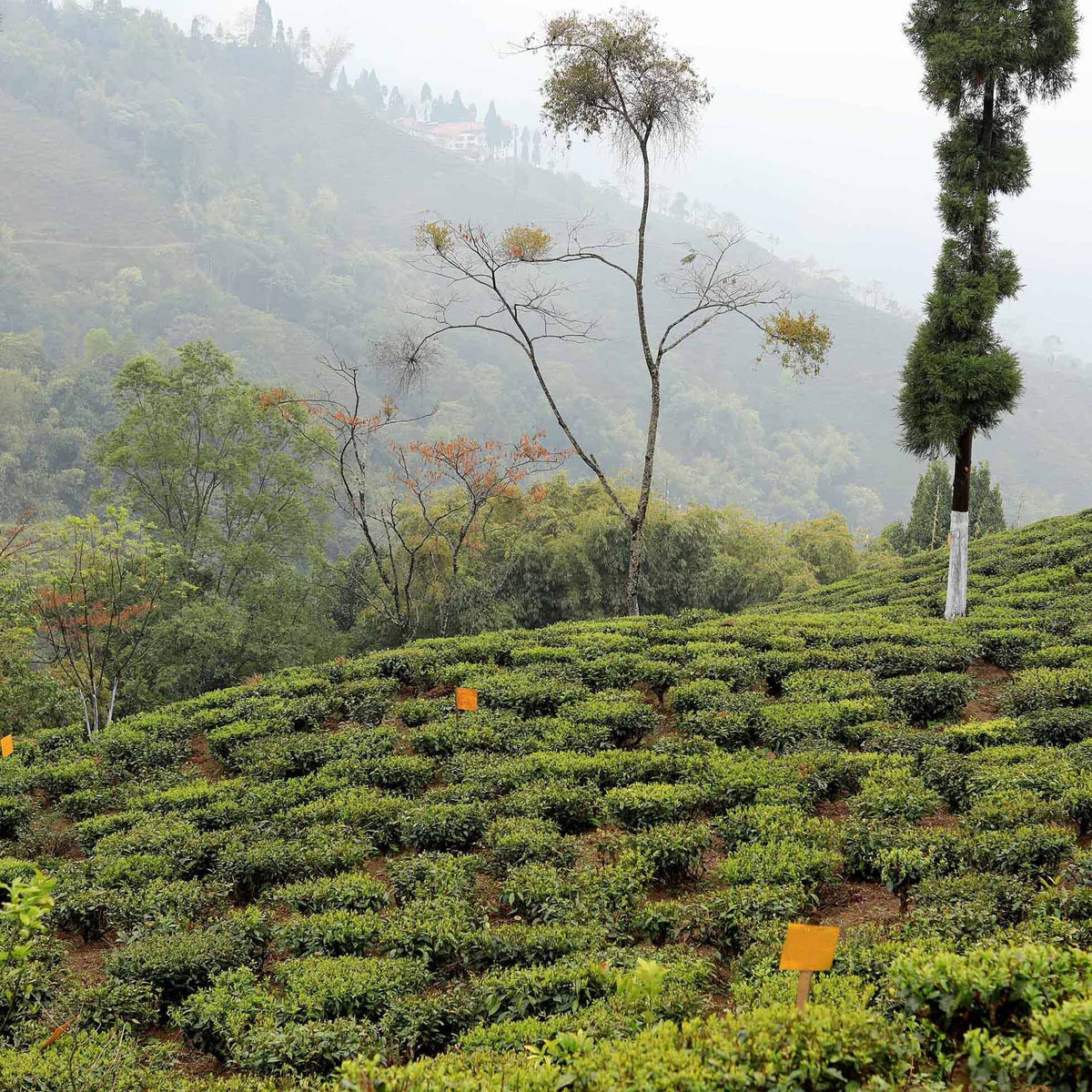 A lush Darjeeling First Flush Chamong EX1 plantation by Rishi Tea & Botanicals on a hilly terrain with trees scattered among the tea bushes and fragrant blossoms on a misty day.