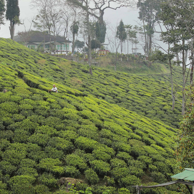 Darjeeling First Flush Lingia DJ4 hover image