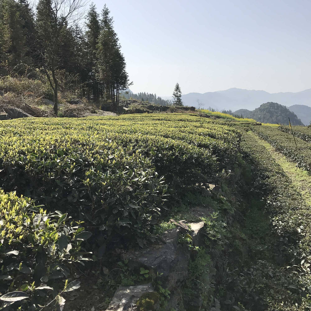 Dragon Well Single Cultivar Long Jing #43