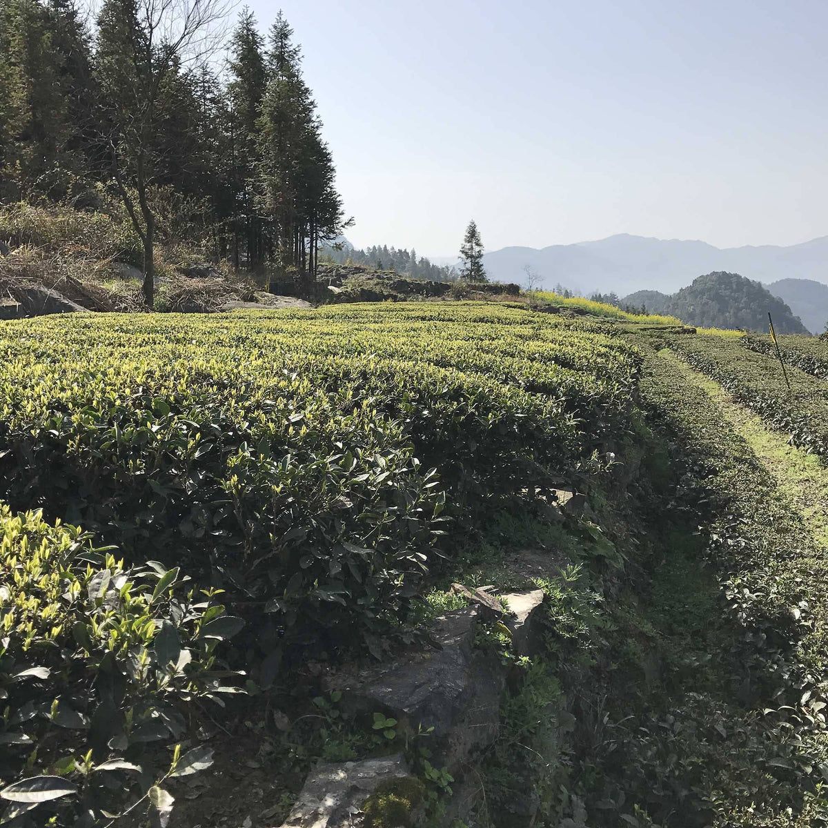 A Dragon Well Long Jing 43 tea plantation with mountains in the background, by Rishi Tea & Botanicals.