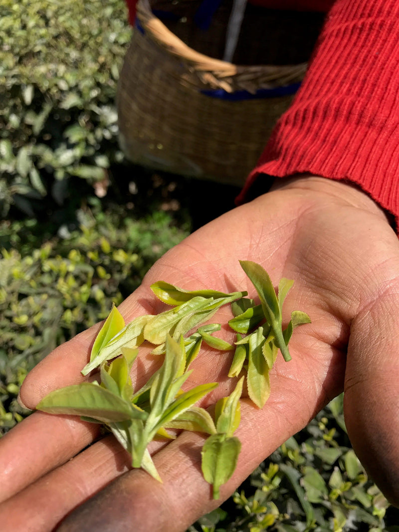 Dragon Well Single Cultivar Long Jing #43 hover image