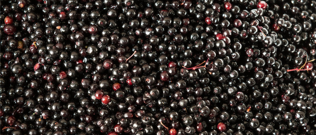 Elderberry Healer