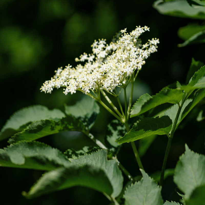 Elderberry Healer