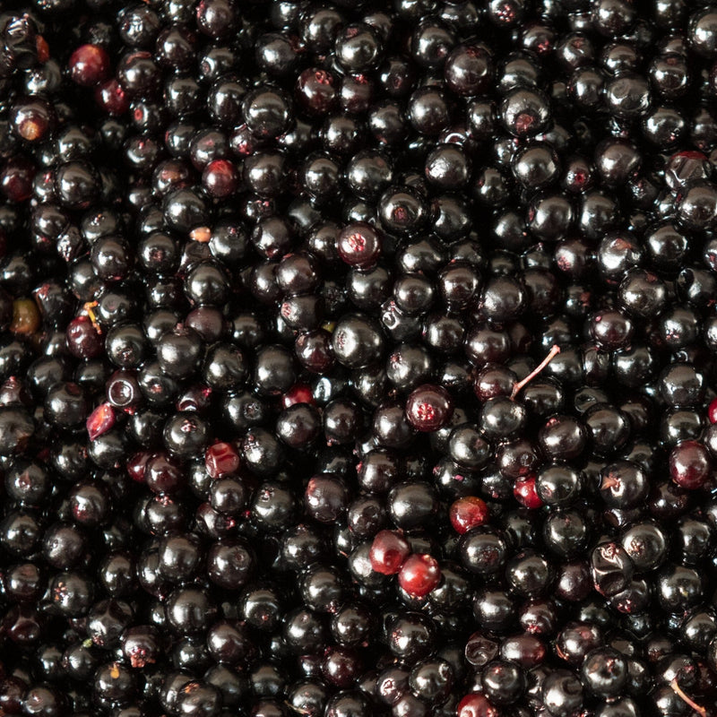 Elderberry Healer