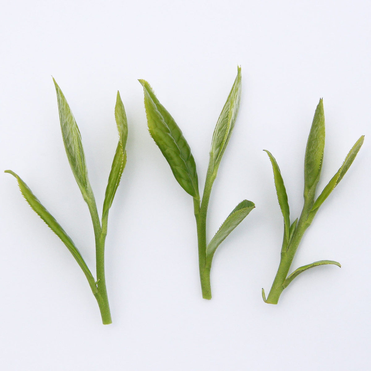 Three Fuding Silver Needles on a white background.
