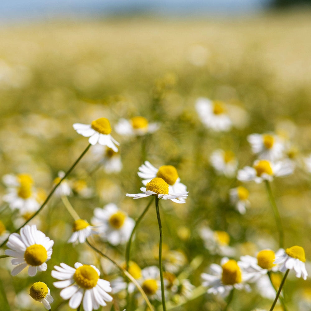 Golden Chamomile Blossoms