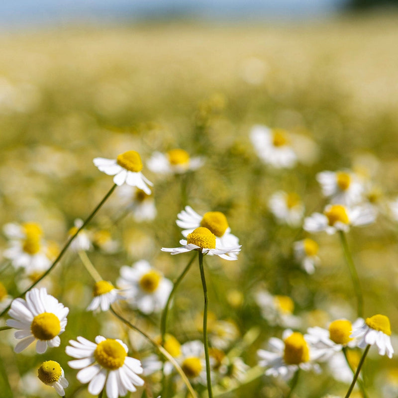 Golden Chamomile Blossoms