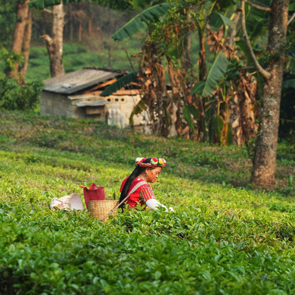 Golden Yunnan