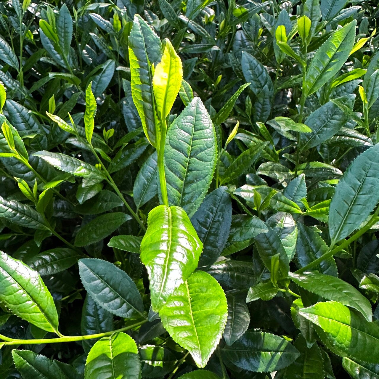 Tamakazura Gyokuro