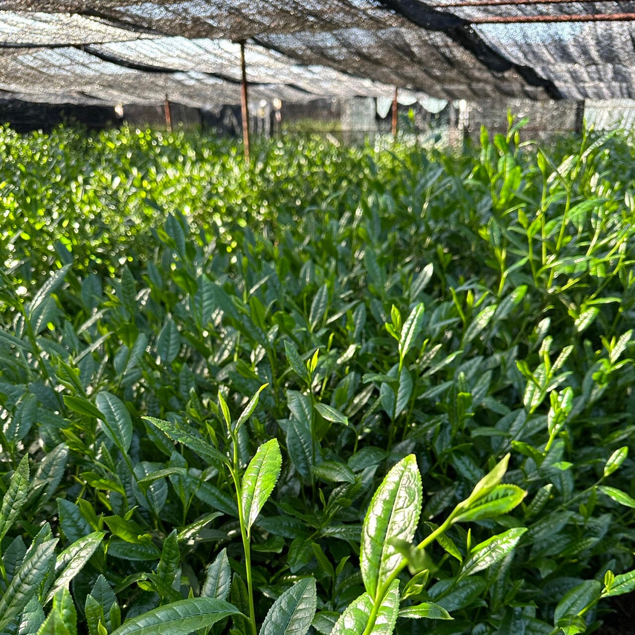 Tamakazura Gyokuro