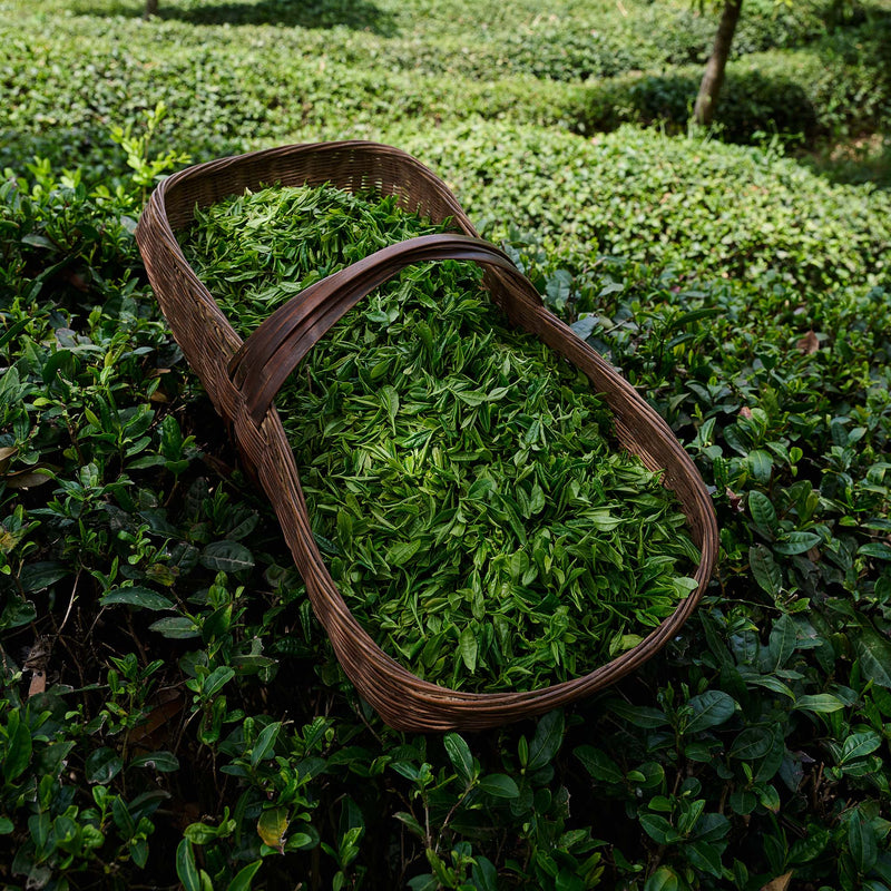 Baokang Maojian hover image