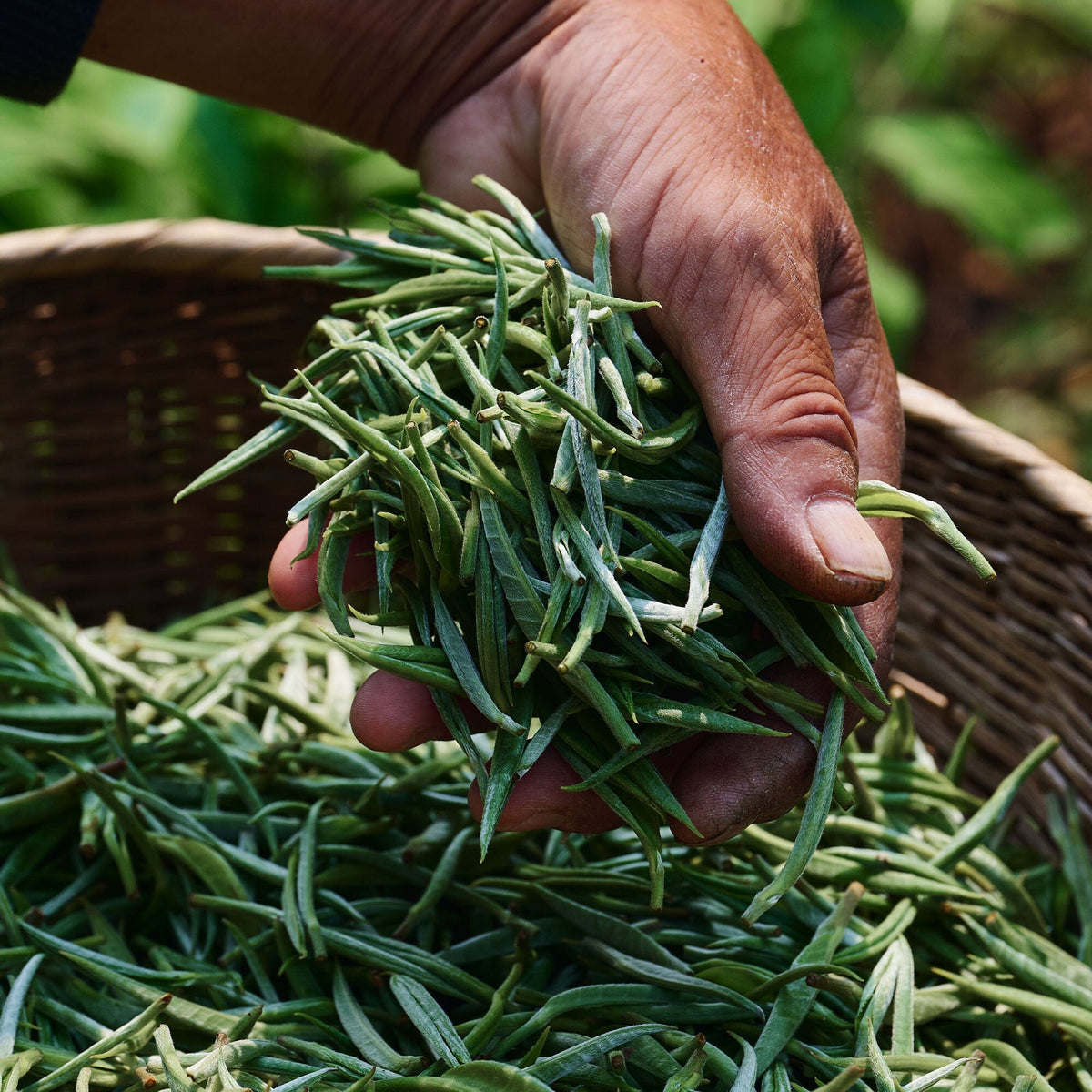 A hand holds fresh Jasmine Green Tea leaves above a basket filled with more leaves, highlighting the quality of the 2025 harvest from Rishi Tea & Botanicals.