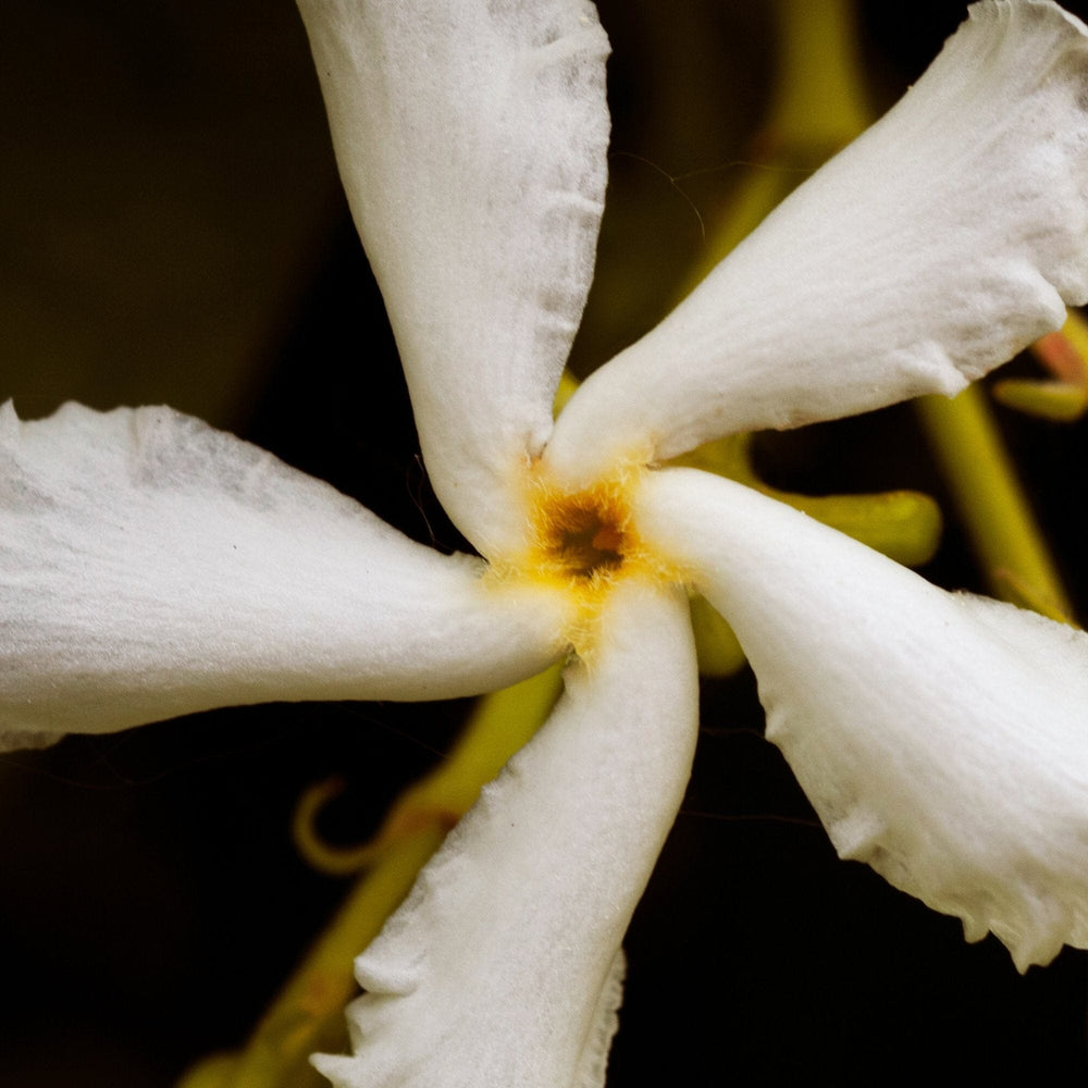 Jasmine