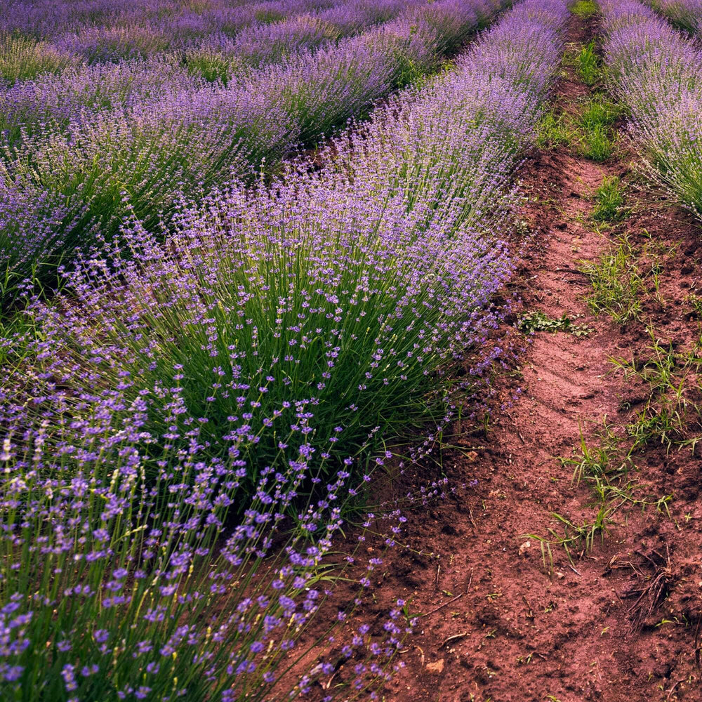 Lavender Mint