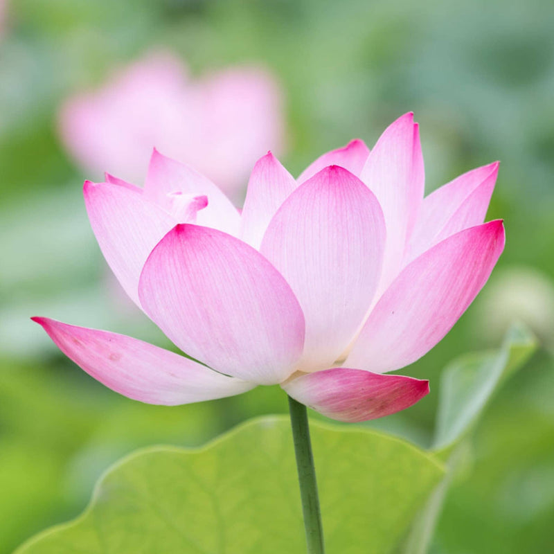 Pink and white lotus flower in bloom with green leaves and a blurred background, reminiscent of the delicate beauty found in authentic Vietnam tea gardens, where Snow Shan green tea and lotus flower tea are carefully crafted.