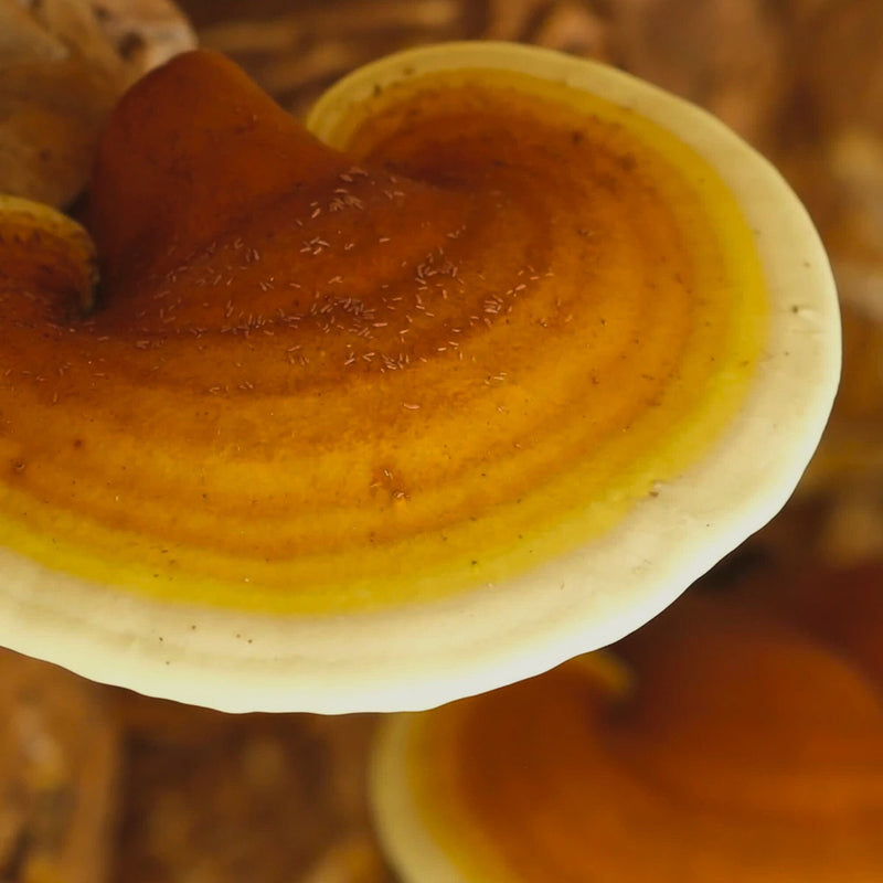 Mushroom Hero