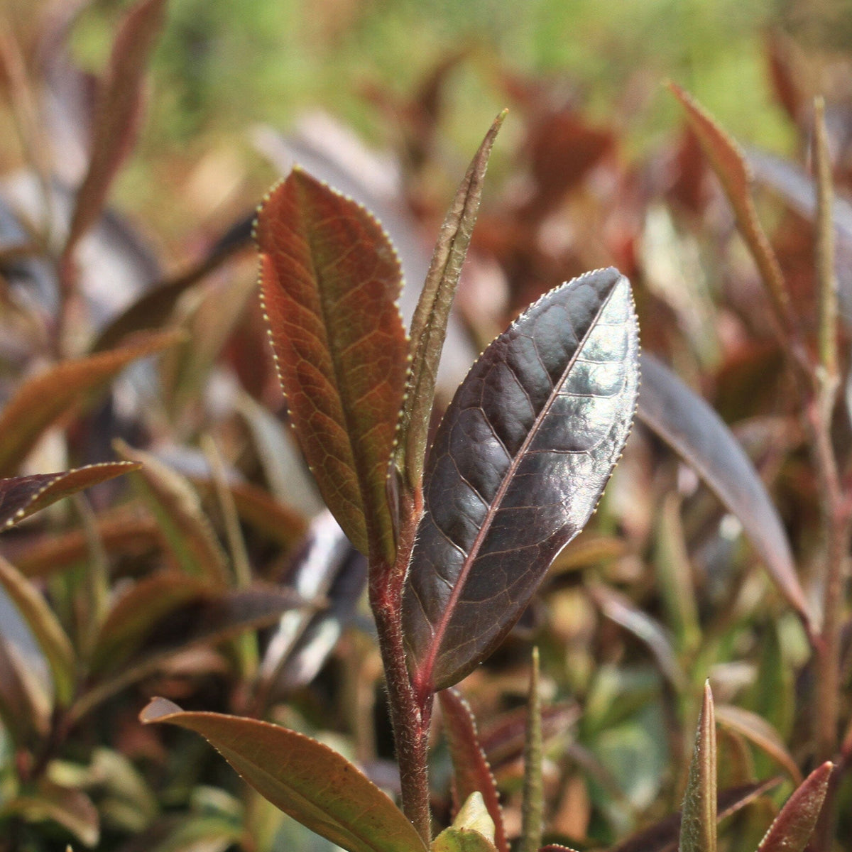 A close up of a plant with brown leaves, showcasing the rare purple leaf tea cultivar known as Rishi Tea & Botanicals' Jasmine Purple Buds.