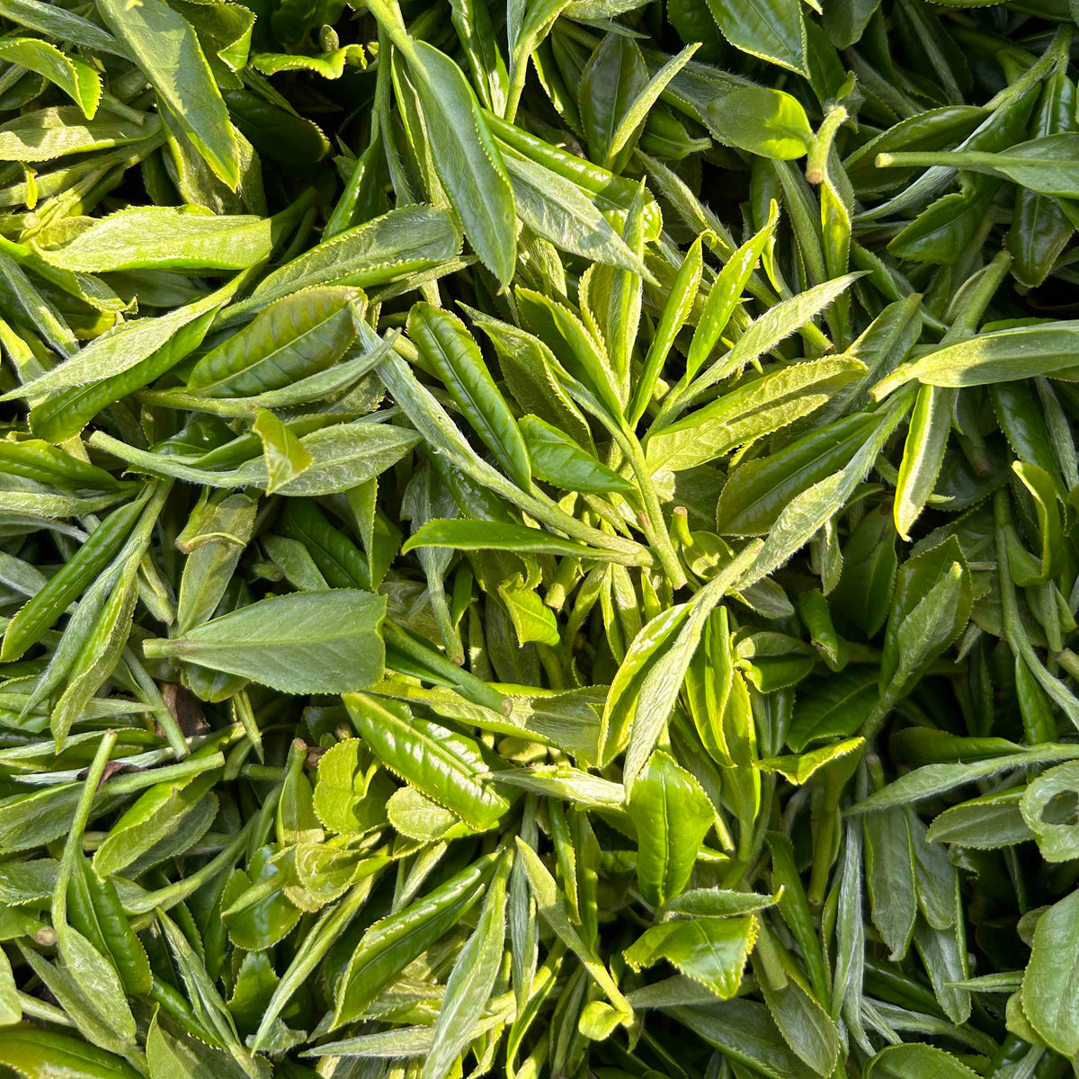 Fresh Rishi Tea & Botanicals White Peony King tea leaves spread out, close-up view, capturing the texture and natural vibrancy of the foliage.