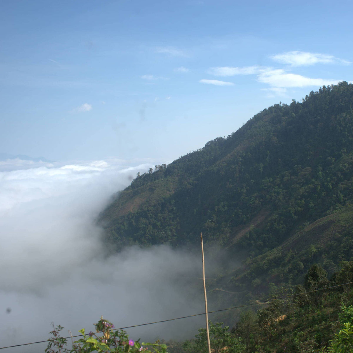 Green mountain slopes with clouds beneath a blue sky, vegetation and a stick in the foreground—an atmosphere as serene as sipping Rishi Tea & Botanicals’ Vietnamese flower tea amidst nature.
